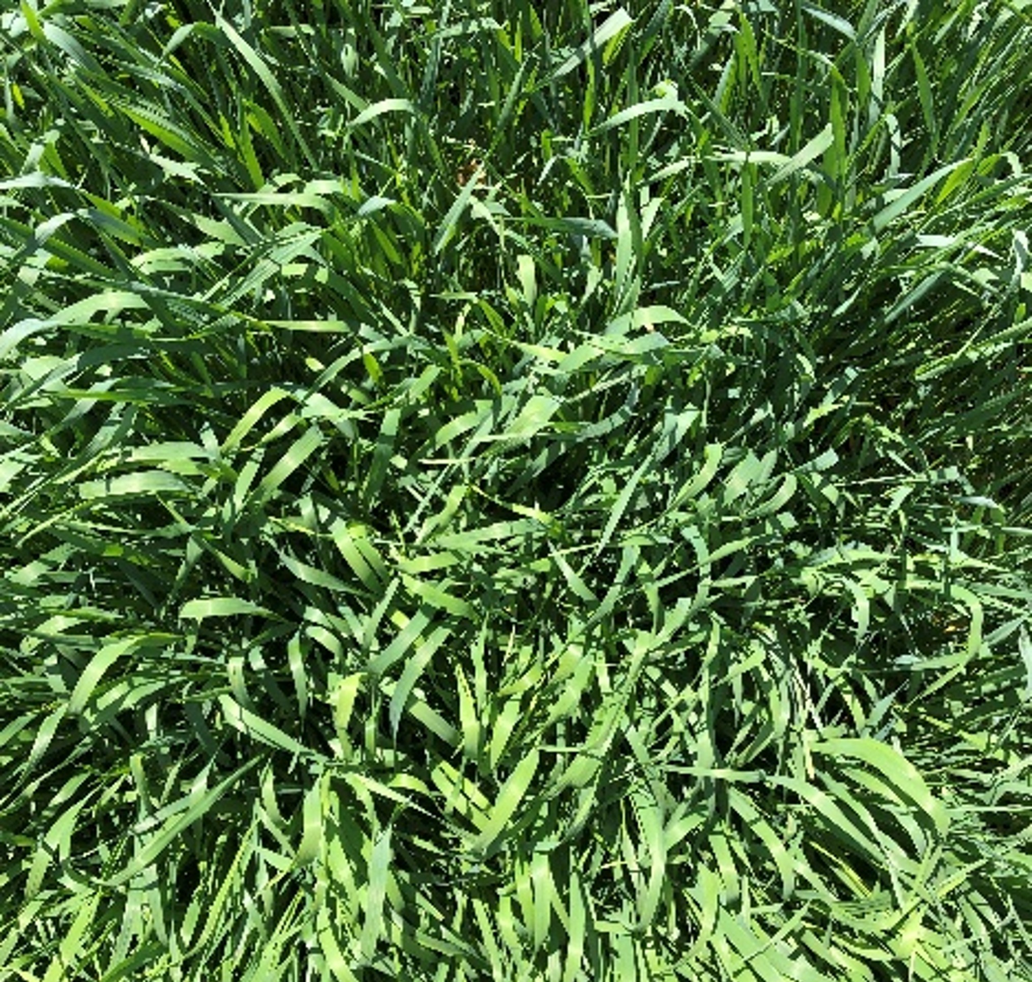 Dense, upright stand of green cereal cover crop with overlapping leaves, shown before termination, illustrating uniform growth prior to roller crimping.